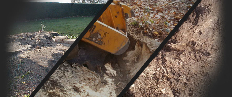 Stump grinding in action. Felled tree stumps are reduced to woodchip and removed in minutes.